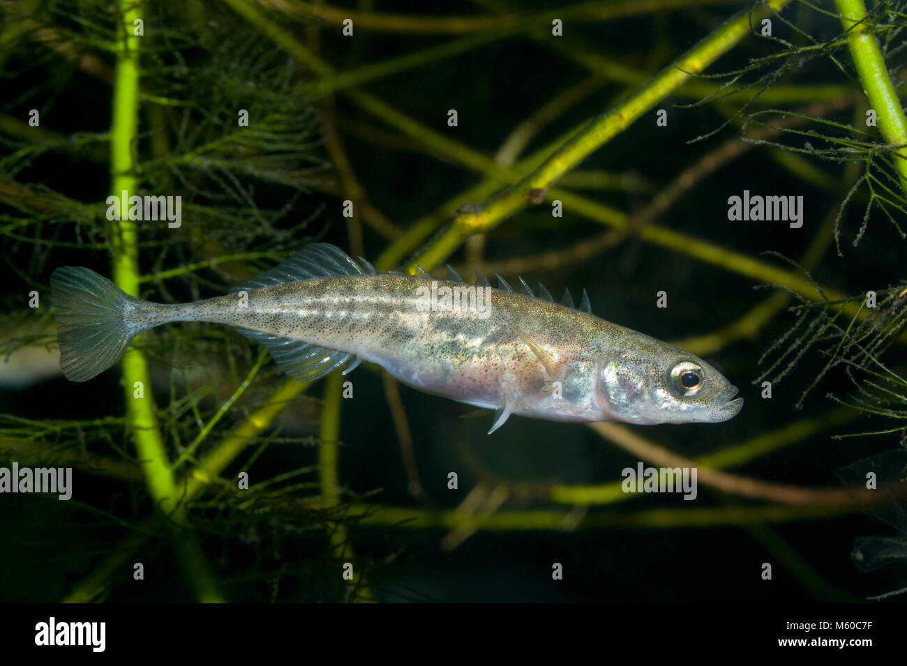 Nove-spined Stickleback (Pungitius pungitius). Femmina di nuoto sott'acqua. Germania Foto Stock