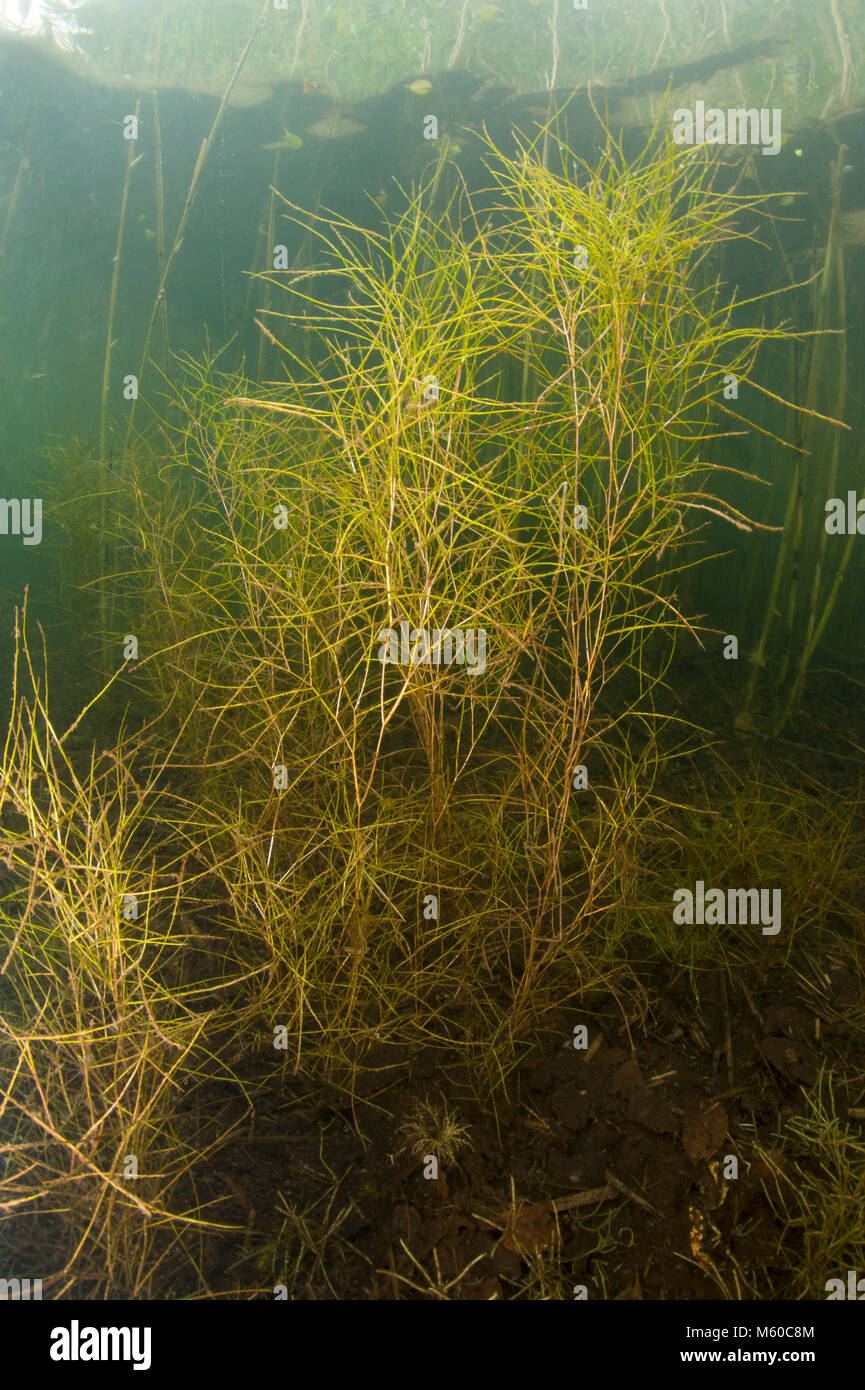 Slenderleaf- lenticchia d'acqua (Stuckenia filiformis Potamogeton filiformis) sotto l'acqua. Germania Foto Stock