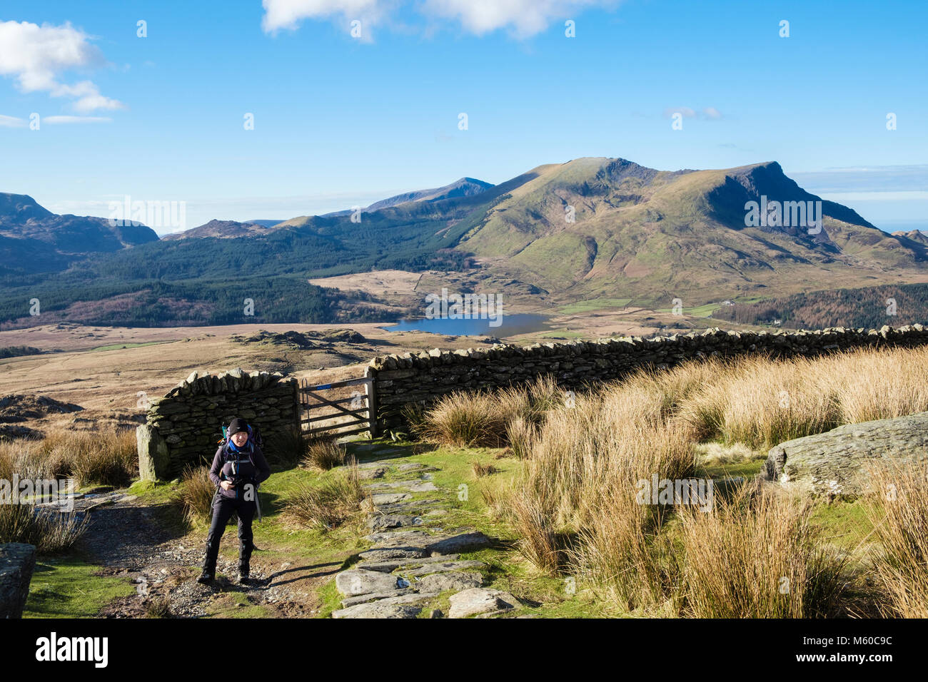 Escursionista femmina escursionismo su Rhyd Ddu percorso su pendii inferiori di Snowdon con vista Nantlle Ridge nel Parco Nazionale di Snowdonia. Rhyd Ddu Gwynedd North Wales UK Foto Stock