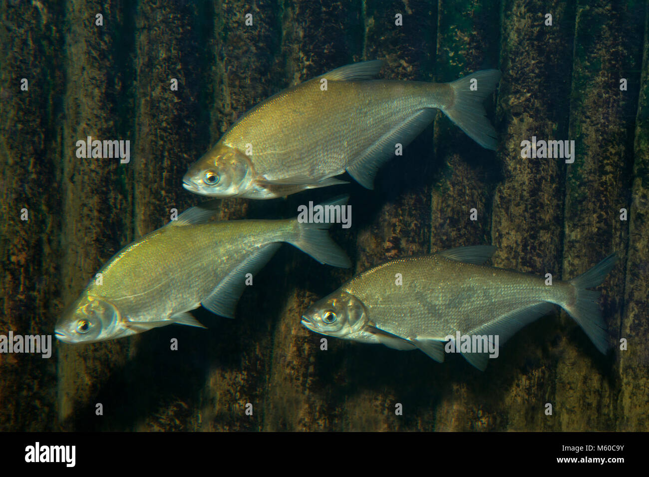 Zope (Abramis ballerus). Tre adulti sotto l'acqua. Germania Foto Stock