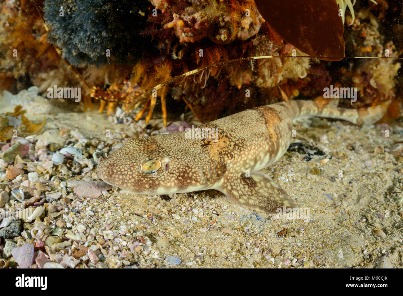 Puffadder Shyshark (Haploblepharus edwardsii) presso il fondo del mare. False Bay, Simons Town, Sud Africa Foto Stock