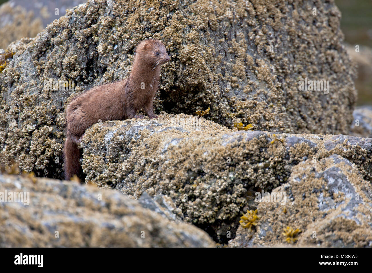American visoni (Neovison vison). Adulto presso la costa del Pacifico in Alaska, rovistando tra rocce. Stati Uniti d'America Foto Stock