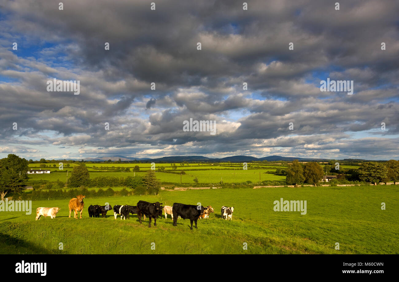 Il paesaggio pastorale e del bestiame, vicino Danesfort e guardando verso le montagne Blackstairs, nella Contea di Kilkenny, Irlanda Foto Stock