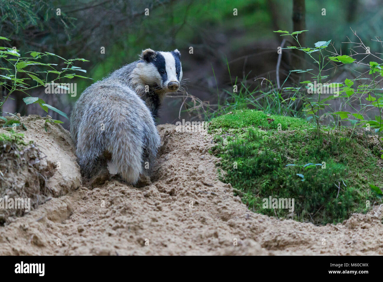 Europea (Badger Meles meles). Adulto di scavare den. Germania Foto Stock