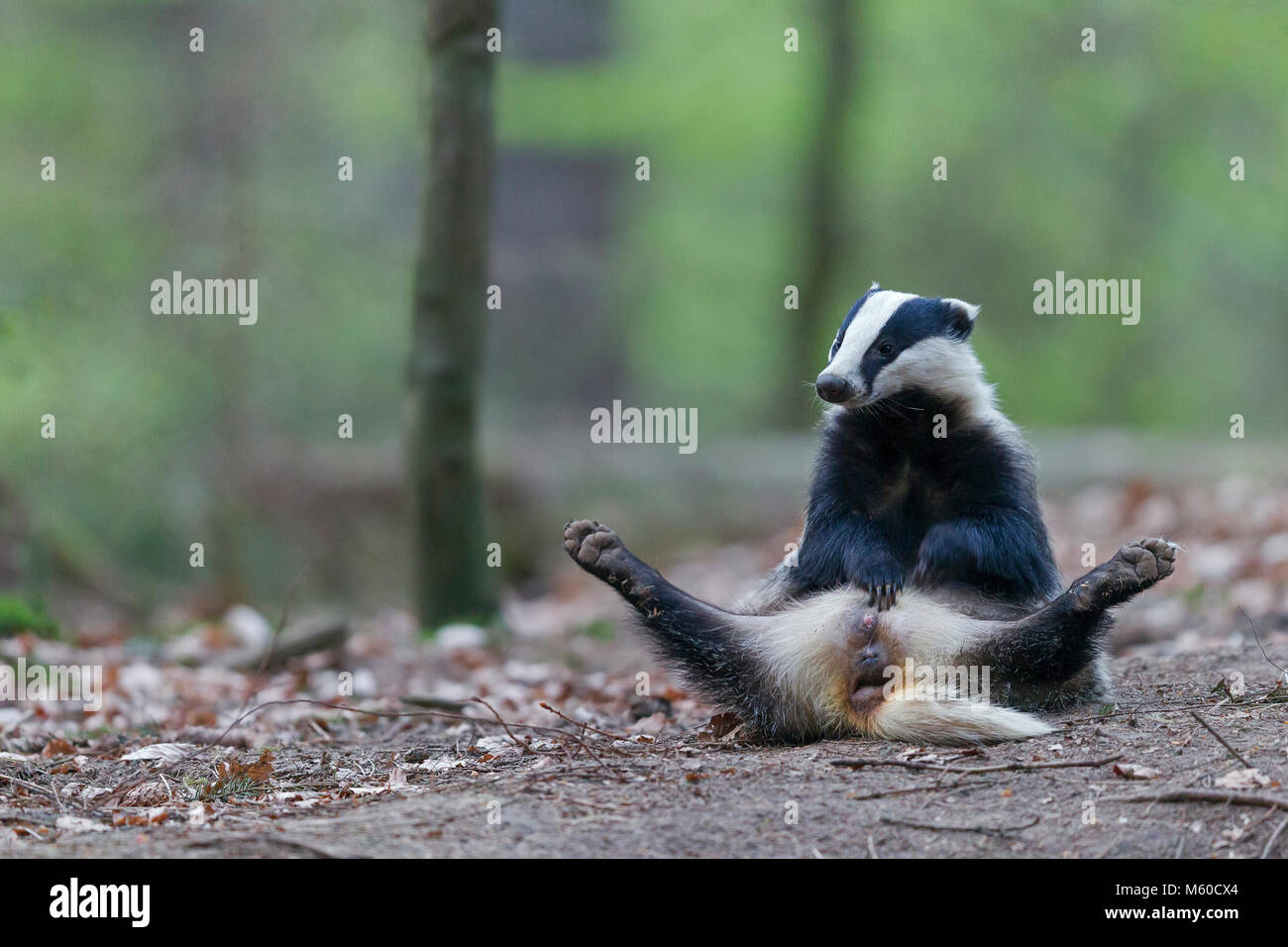 Europea (Badger Meles meles). Adulto seduto sul pavimento di foresta, toelettatura. Germania Foto Stock