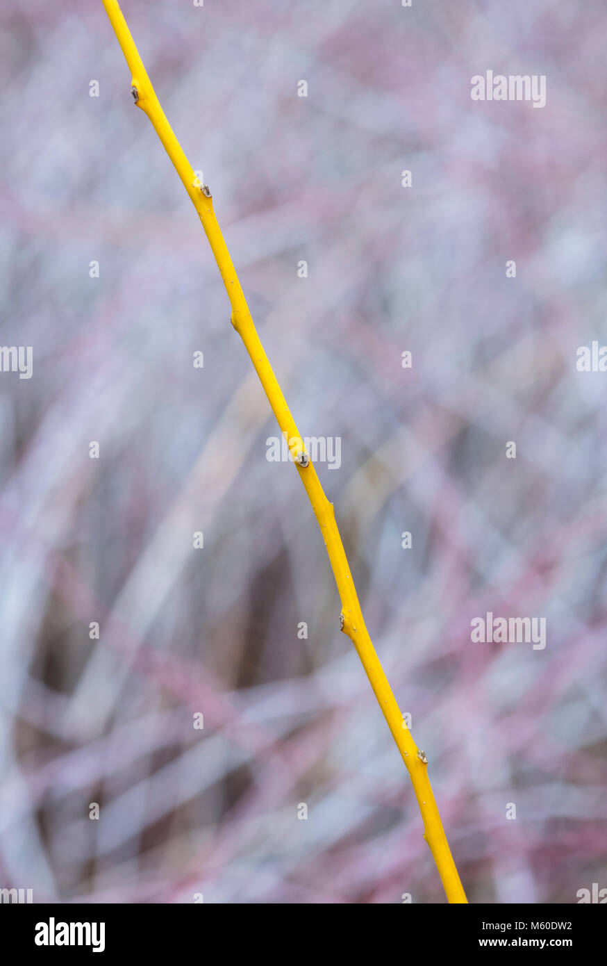 Styphnolobium japonicum Flaviraneum. Gambi di albero di pagoda giapponese in inverno. Inghilterra Foto Stock