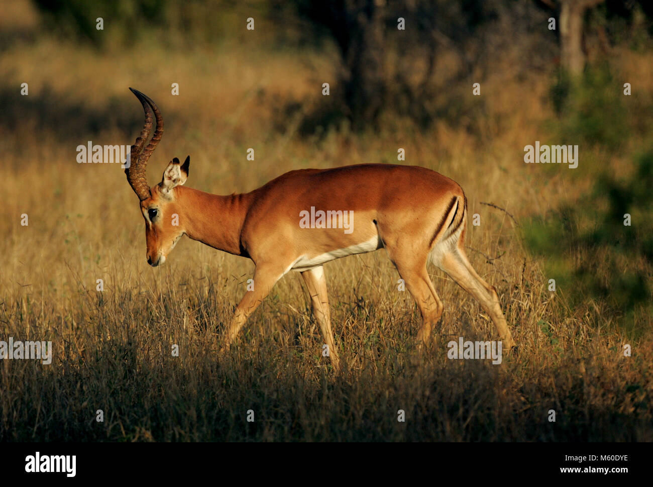 Un impala vaga nella bussola della Sabi Sand Game Reserve in Mpumalanga Provincia, Sud Africa. Foto Stock