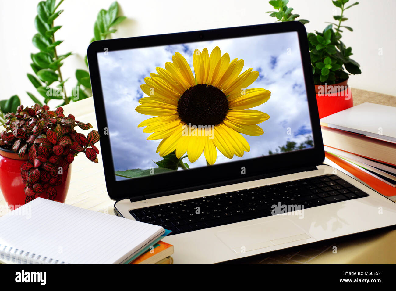 Lo schermo del notebook con una vivida immagine di girasoli sullo schermo Foto Stock