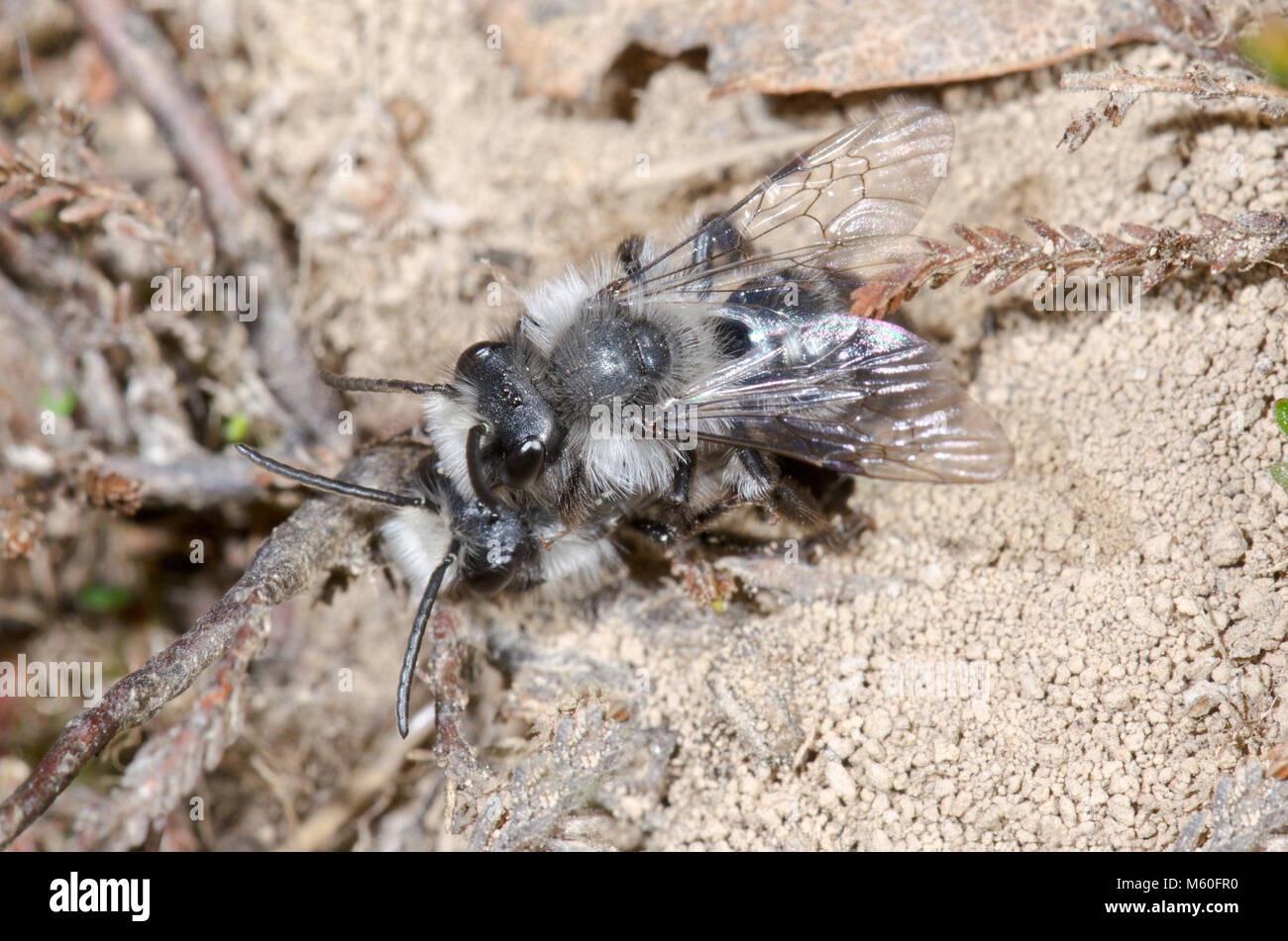 Maschio di Data Mining Ashy api (Andrena cineraria), Andrenidae. Sussex, Regno Unito Foto Stock