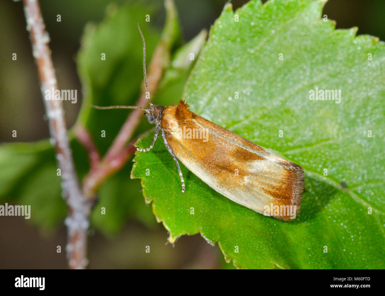 Graffiante Twist Micro Moth (Eulària ministrana). Sussex, Regno Unito Foto Stock