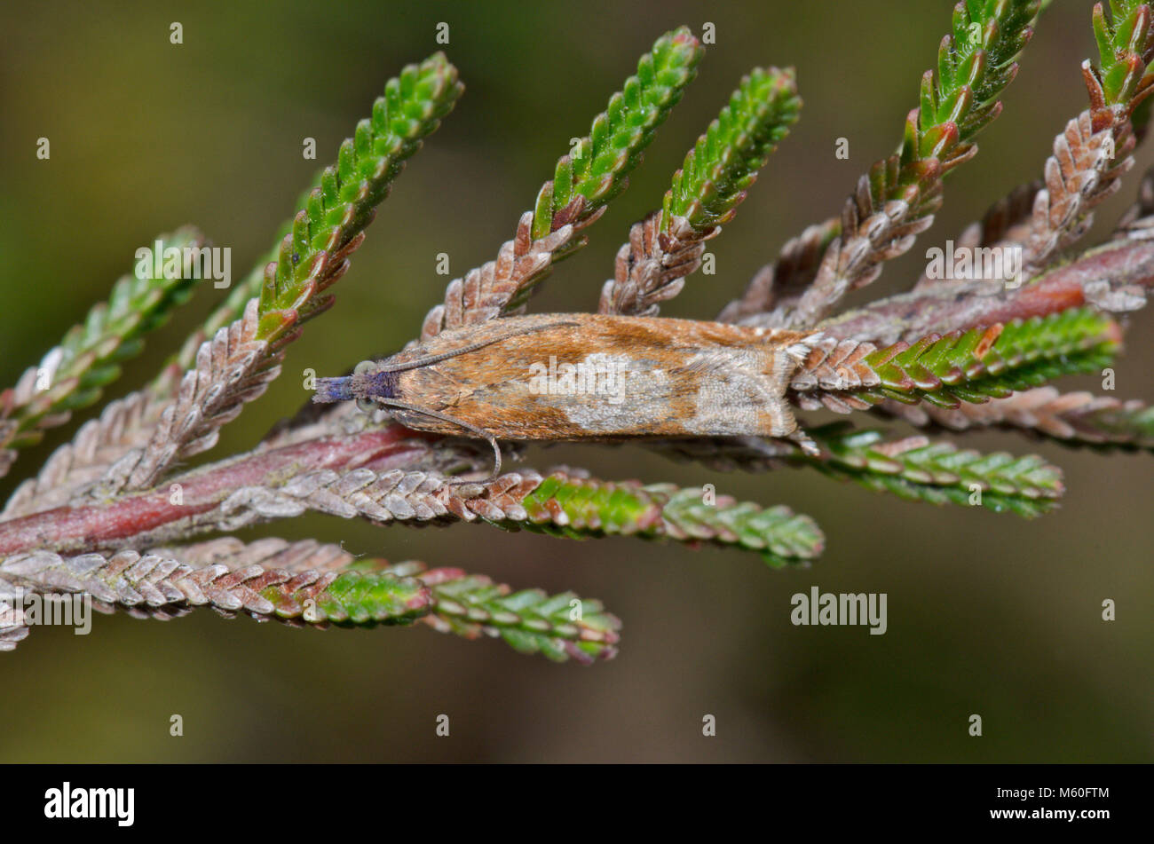 Mimetizzati rullo ponte Micro Moth su Heather (Ancylis uncella). Sussex, Regno Unito Foto Stock