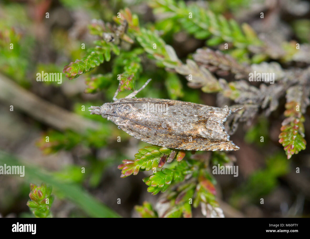 Rottura del rullo sbarrata Micro Moth (Ancylis unguicella). Sussex, Regno Unito Foto Stock
