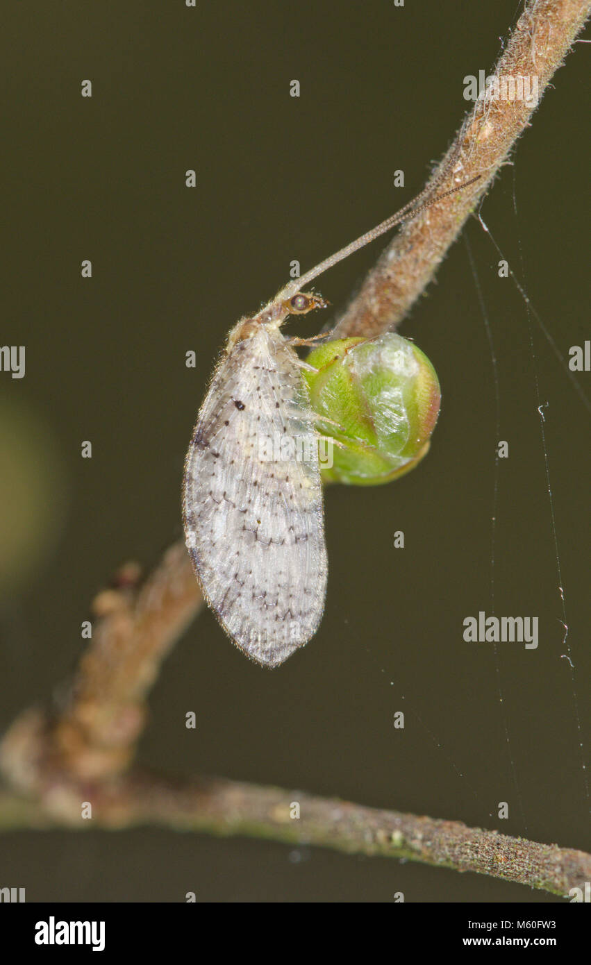 Lacewing marrone (Hemerobiidae - Neuroptera). Sussex, Regno Unito Foto Stock