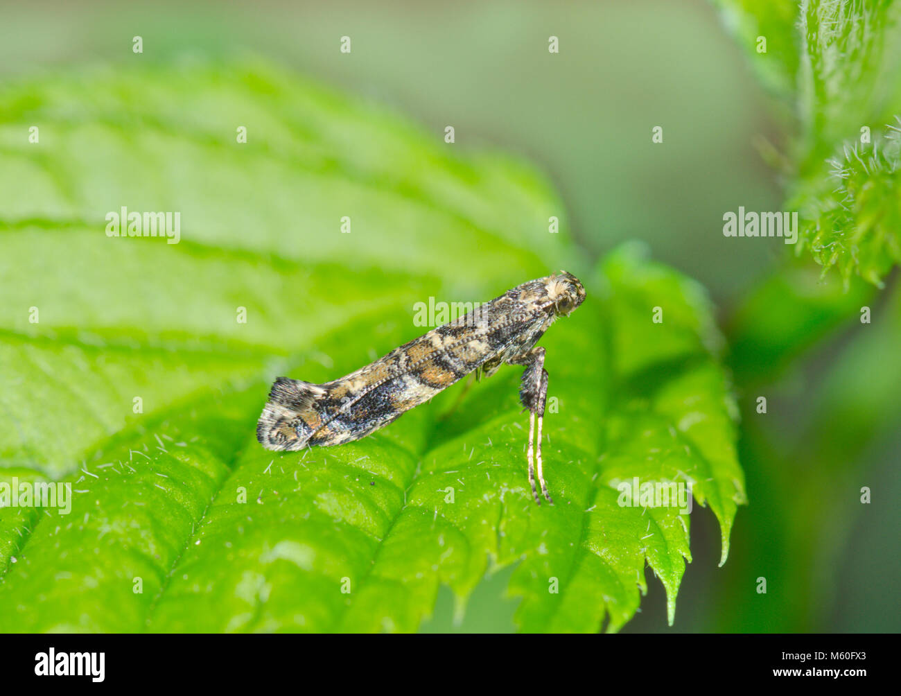 Comune micro sottile Tarma (Gracillaria syringella Caloptilia). Sussex, Regno Unito Foto Stock