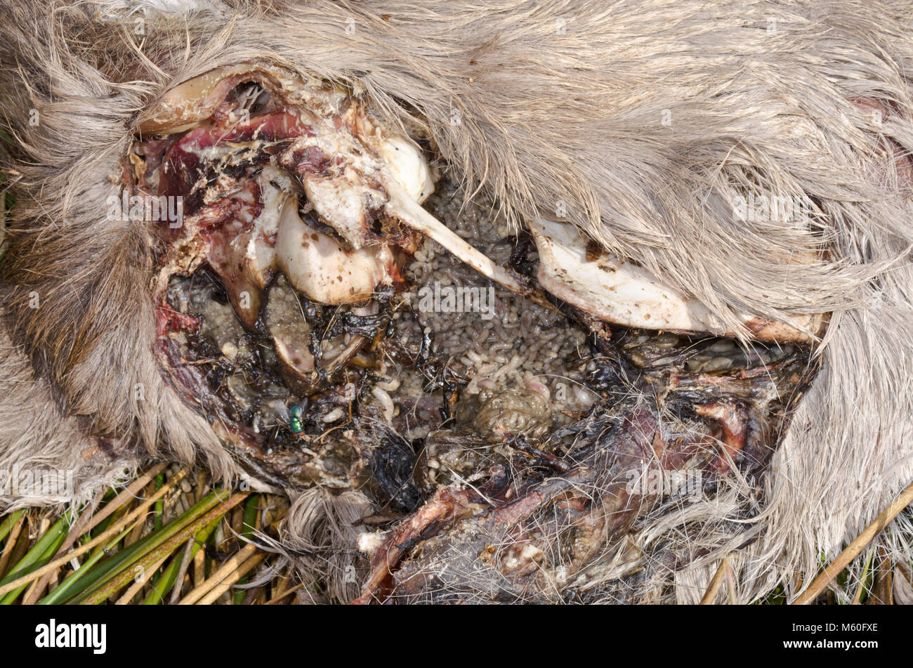Scomposizione della testa di cervo con carcassa necrofagi di vermi. Vista ravvicinata. Sussex, Regno Unito Foto Stock