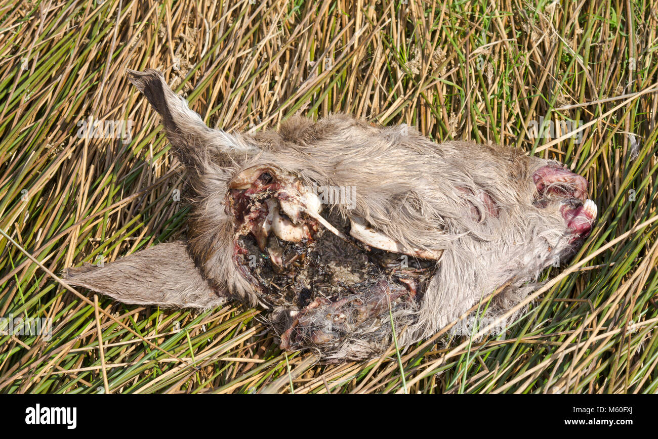 Scomposizione della testa di cervo con carcassa necrofagi di vermi. Sussex, Regno Unito Foto Stock
