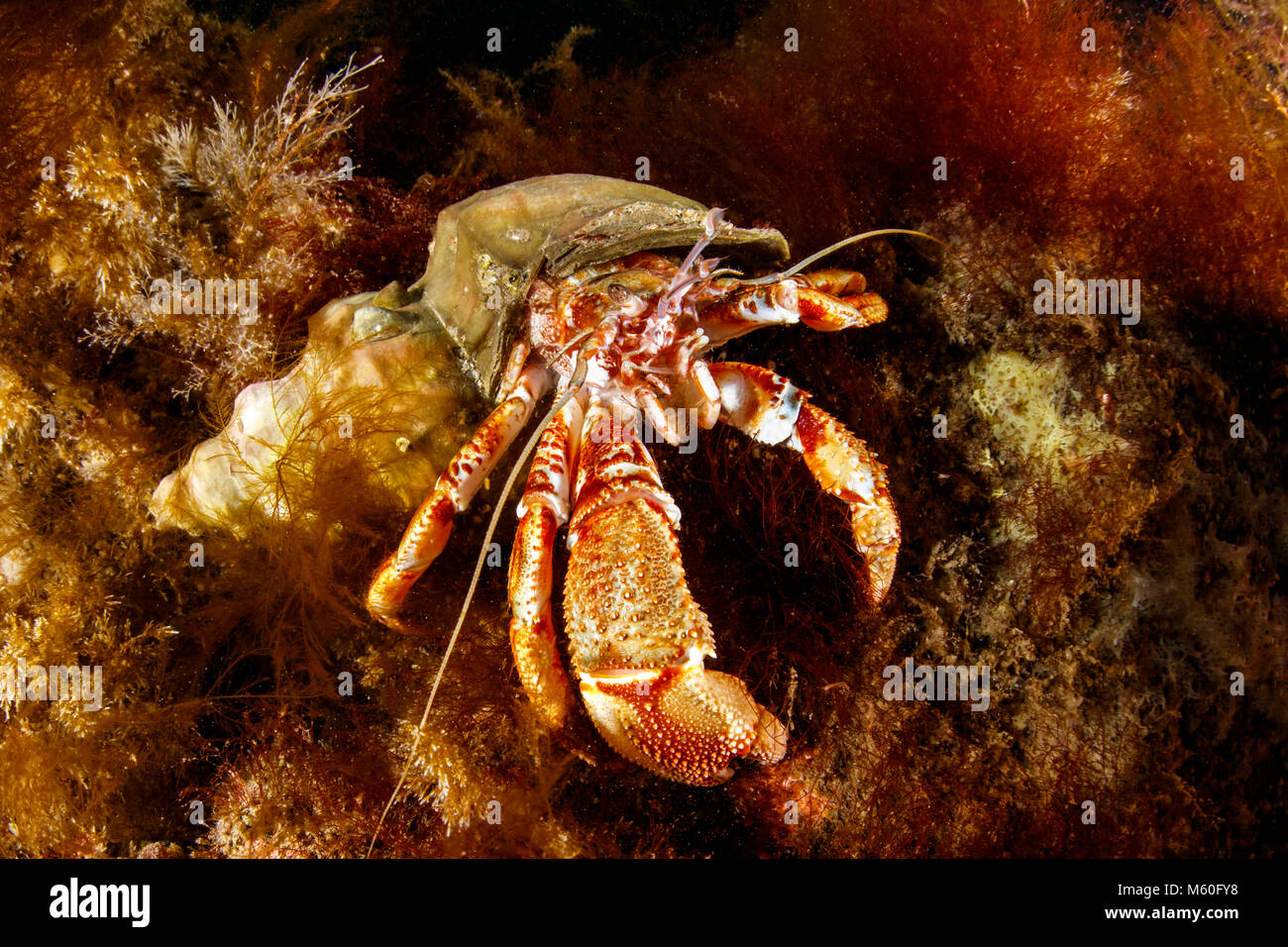 Comune Granchio eremita, Oceano Atlantico settentrionale, Islanda Foto Stock