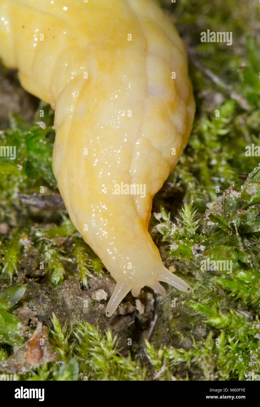 Orecchio Slug sgusciate (Testacella haliotidea) mostra i tentacoli. Testacellidae. Sussex, Regno Unito Foto Stock