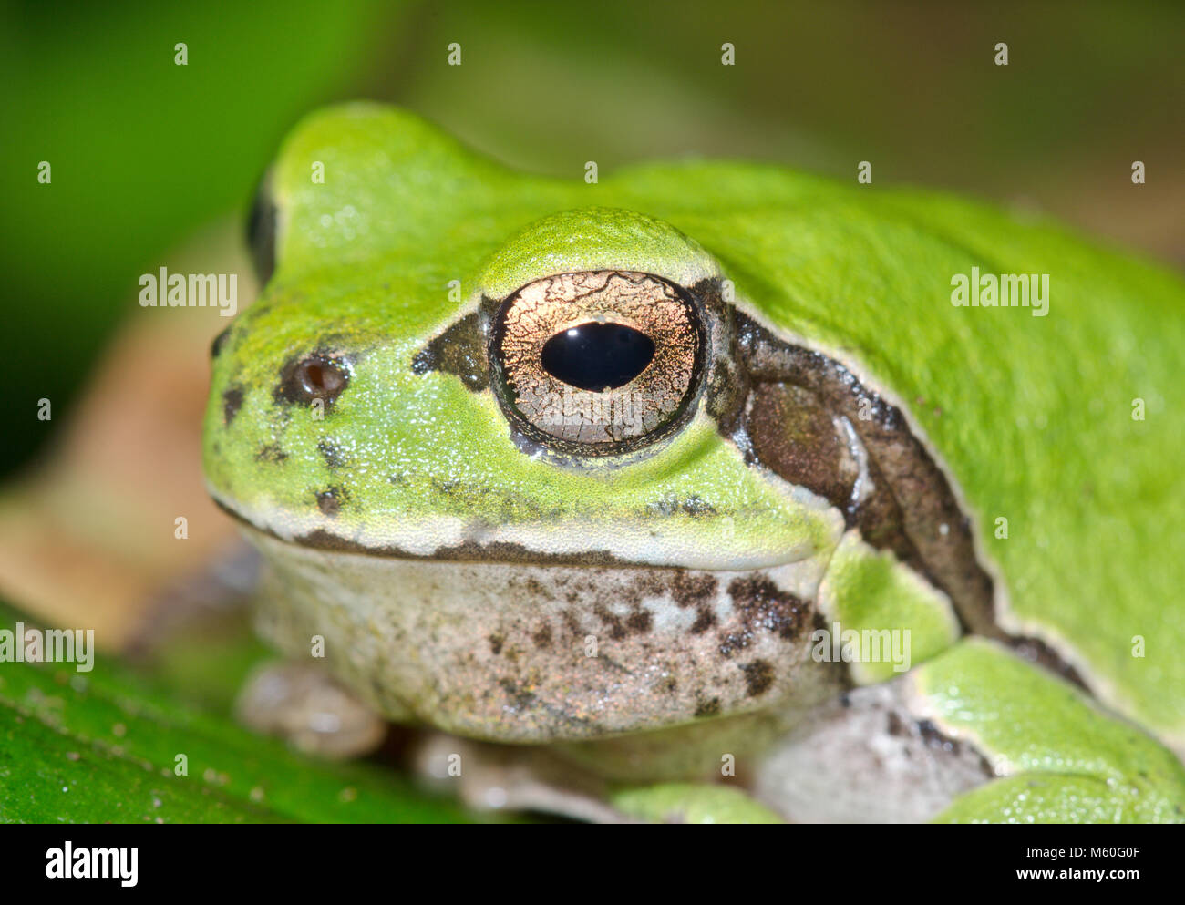 European Green Treefrog (Hyla arborea) maschio con dark vocal sac custodia. Hylidae Foto Stock