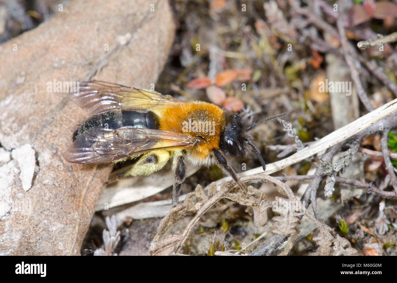 Femmina ape solitaria (Andrena nitida), Andrenidae. Sussex, Regno Unito Foto Stock