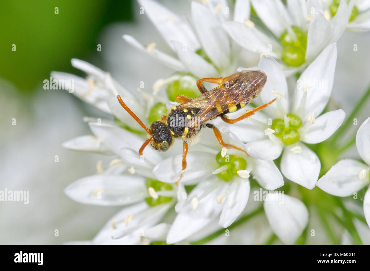 Il Nomade Goodens cuculo Bee (Nomada goodeniana) foraggio su aglio selvatico nel Sussex, Regno Unito Foto Stock