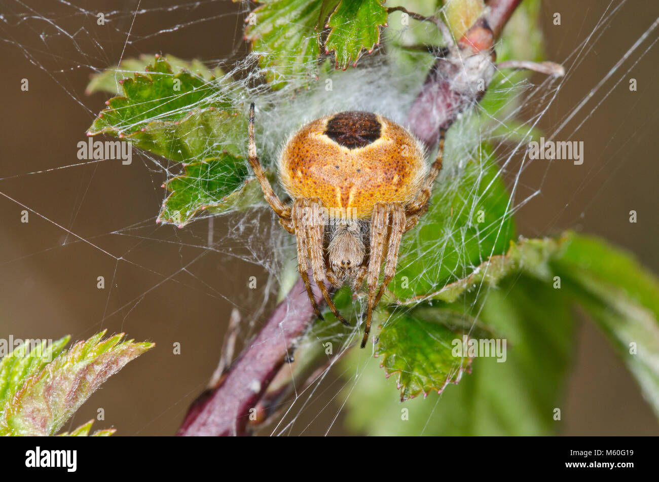 Gorse Orbweaver (Agalenatea redii) femmina Orb Spider in ritiro, rare forma ZETA. Sussex, Regno Unito Foto Stock