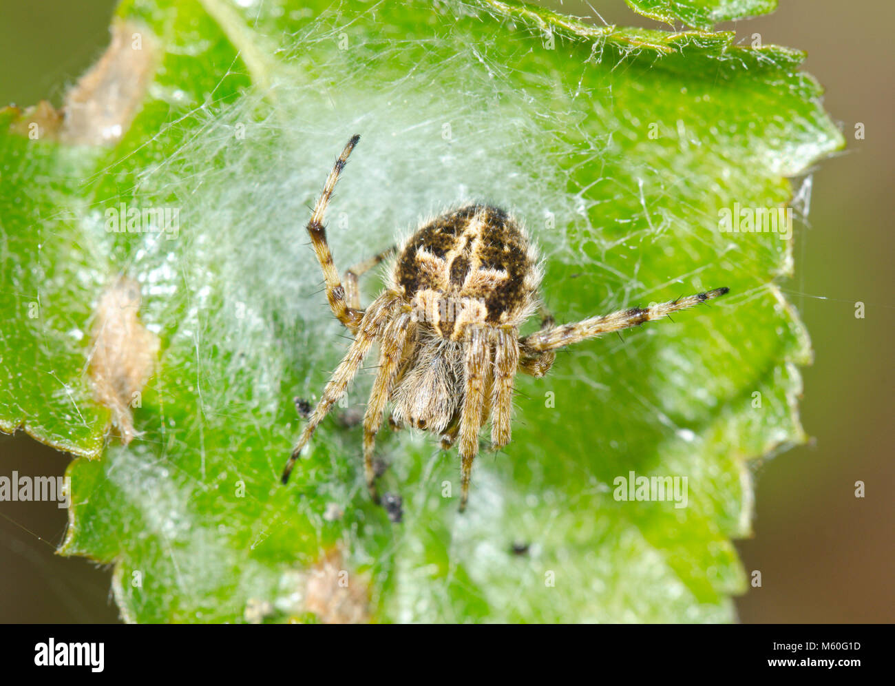 Gorse Orbweaver (Agalenatea redii) femmina Orb Spider, forma normale. Sussex, Regno Unito Foto Stock
