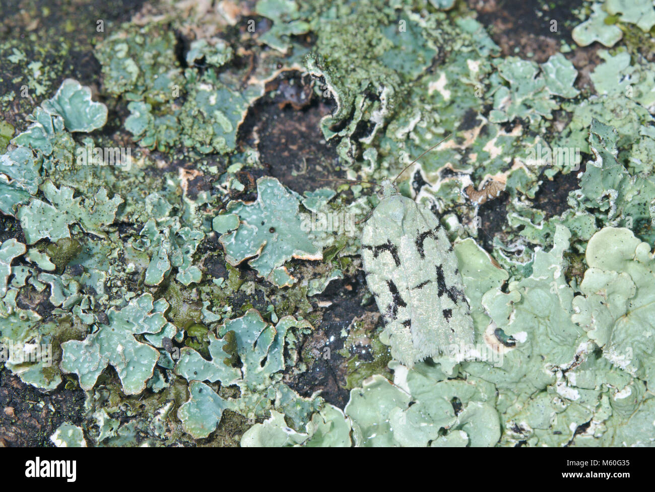Criptico di mimetizzazione del pulsante di lichene Micro Moth (Acleris literana) sulla quercia. Sussex, Regno Unito Foto Stock