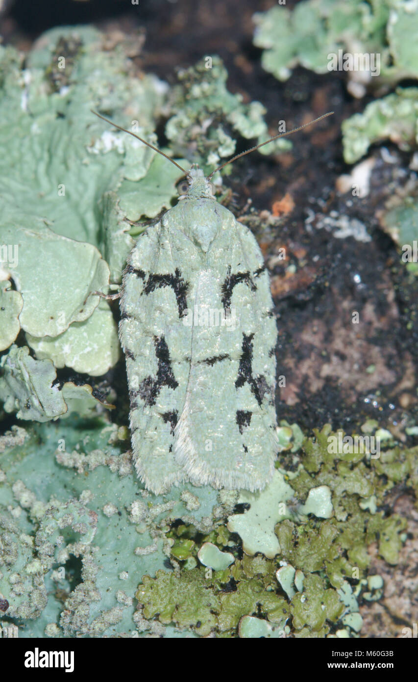 Pulsante di lichene Micro Moth (Acleris literana) camouflage in rovere. Sussex, Regno Unito Foto Stock