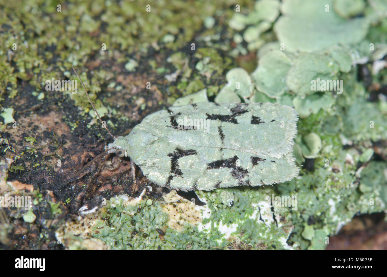 Pulsante di lichene Micro Moth (Acleris literana) criptico sulla quercia. Sussex, Regno Unito Foto Stock