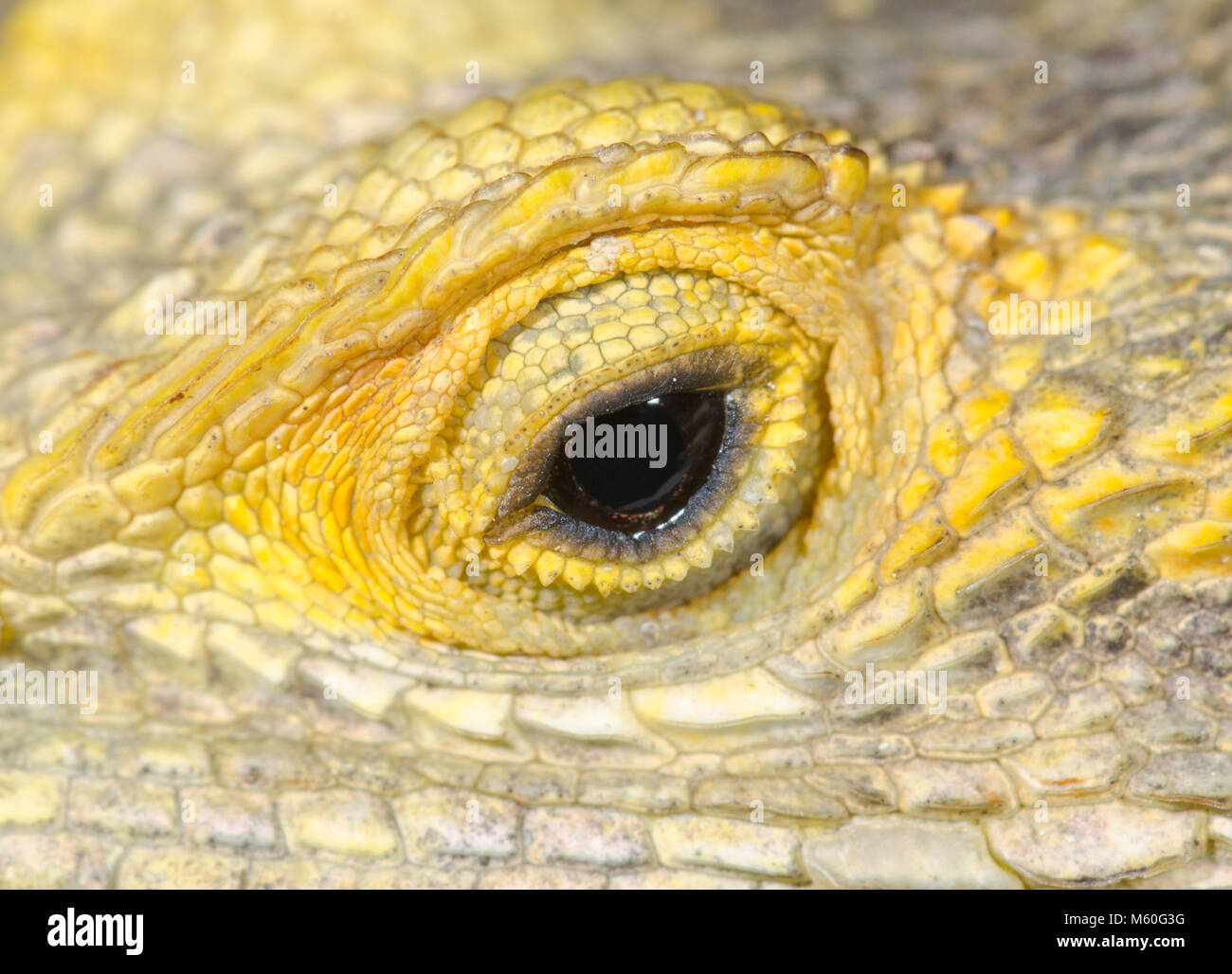 Occhio di starred AGAMA SA o verniciato Dragon Lizard (Stellagama / Laudakia stellio brachydactyla). Agamidae Foto Stock