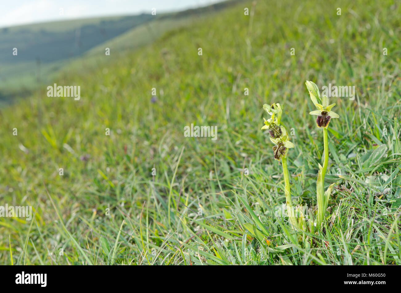 Habitat di praterie di gesso con rara forma mutante che cresce accanto alla tipica orchidea dei primi ragni (Ophrys sphegodes). Sussex, Regno Unito Foto Stock