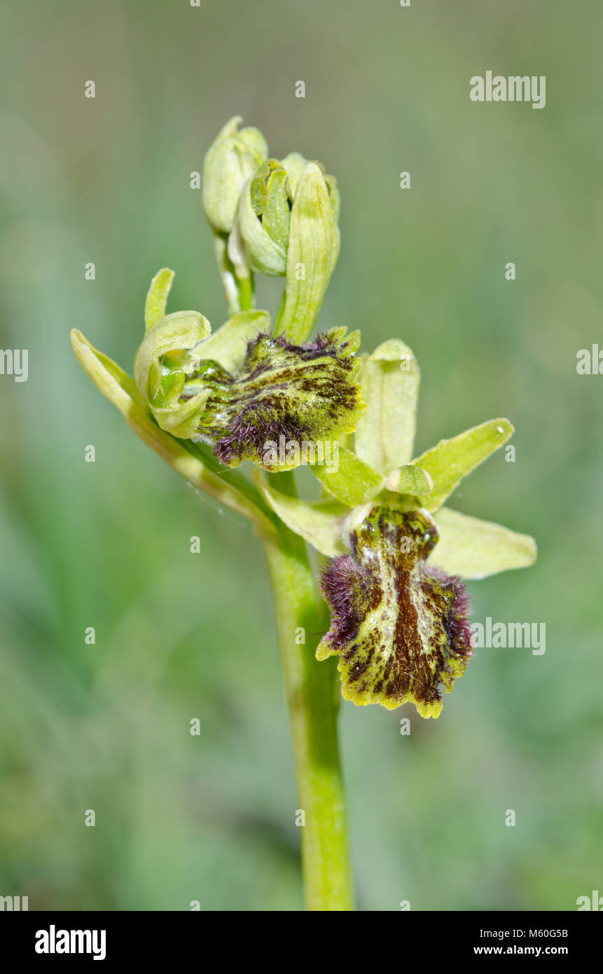 Rara forma mutante di inizio Spider Orchid (Ophrys sphegodes) 2 fiori. Sussex, Regno Unito Foto Stock