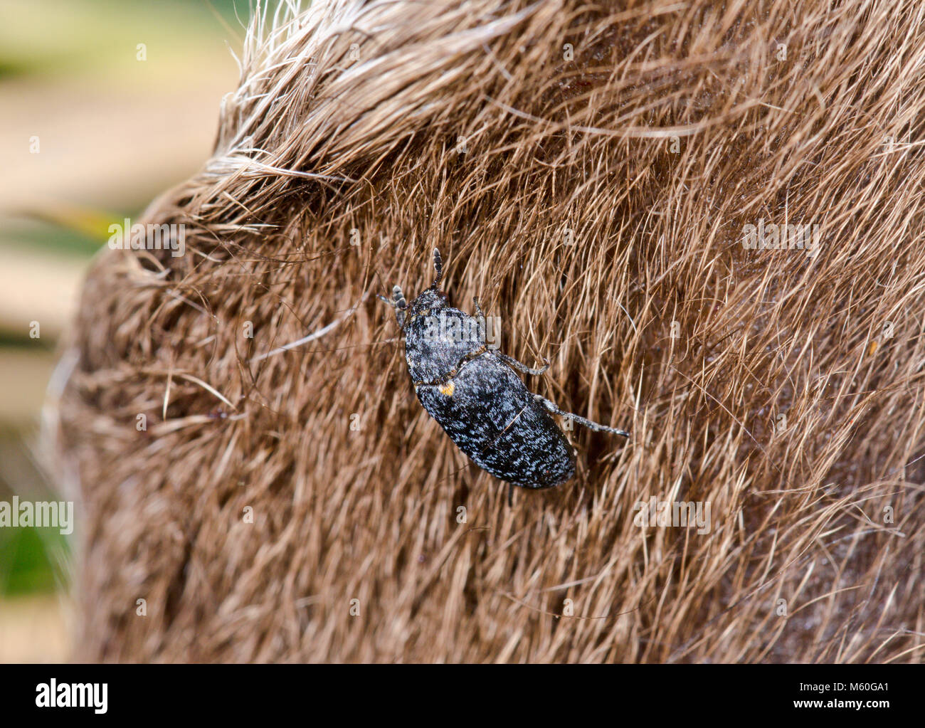 La pelle o nascondere Beetle (Dermestes murinus) sulla carcassa di cervo. Sussex, Regno Unito Foto Stock
