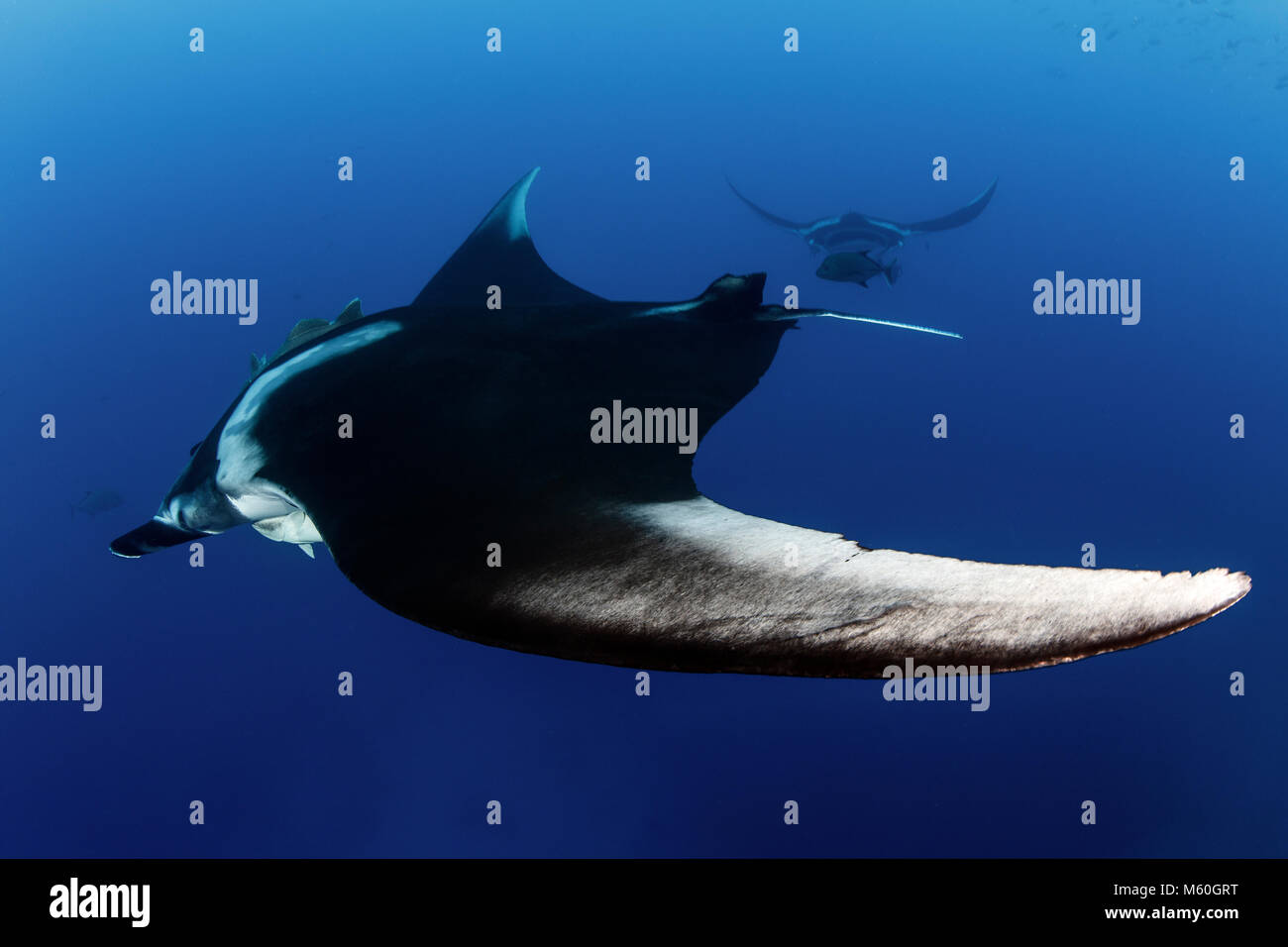 Giant Manta Ray, Manta birostris, San Benedicto Isola, Revillagigedo Islands, Messico Foto Stock