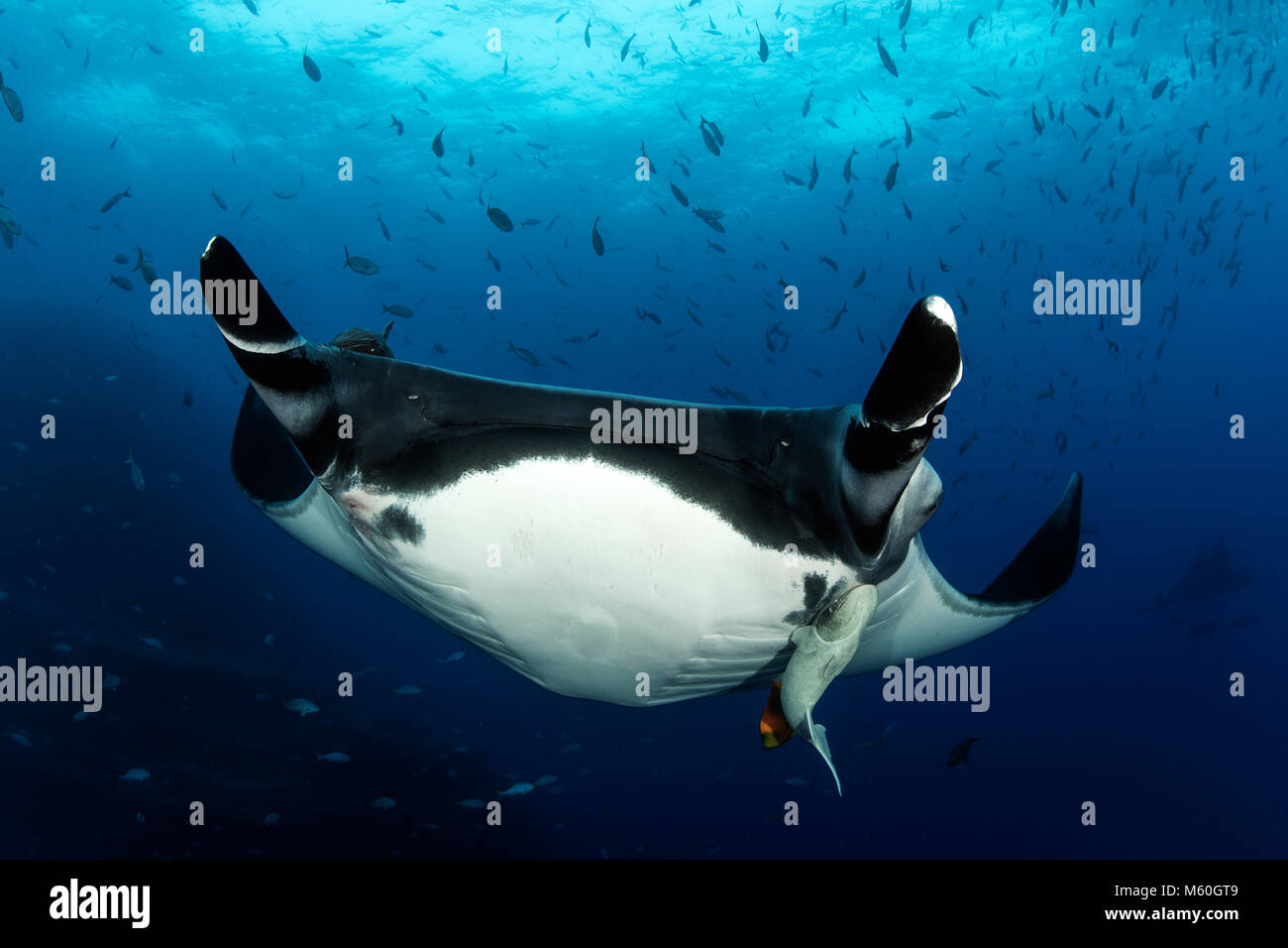 Giant Manta Ray, Manta birostris, San Benedicto Isola, Revillagigedo Islands, Messico Foto Stock