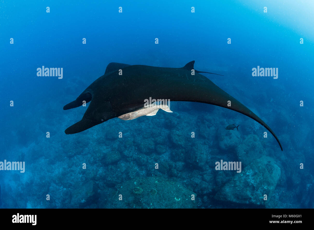 Giant Manta Ray, Manta birostris, San Benedicto Isola, Revillagigedo Islands, Messico Foto Stock