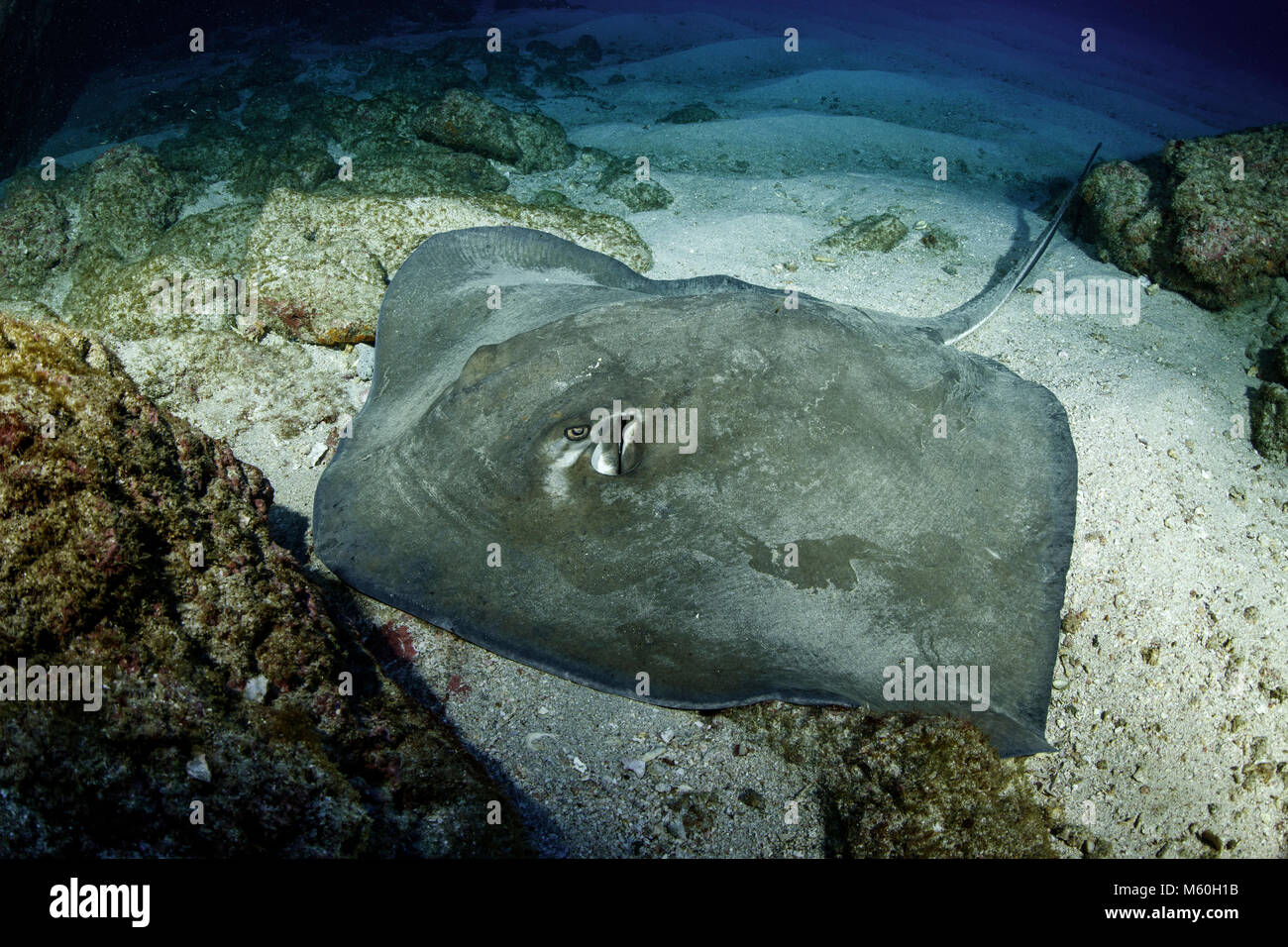 Longtail Stingray, Dasyatis longa, Socorro Island, Revillagigedo Islands, Messico Foto Stock