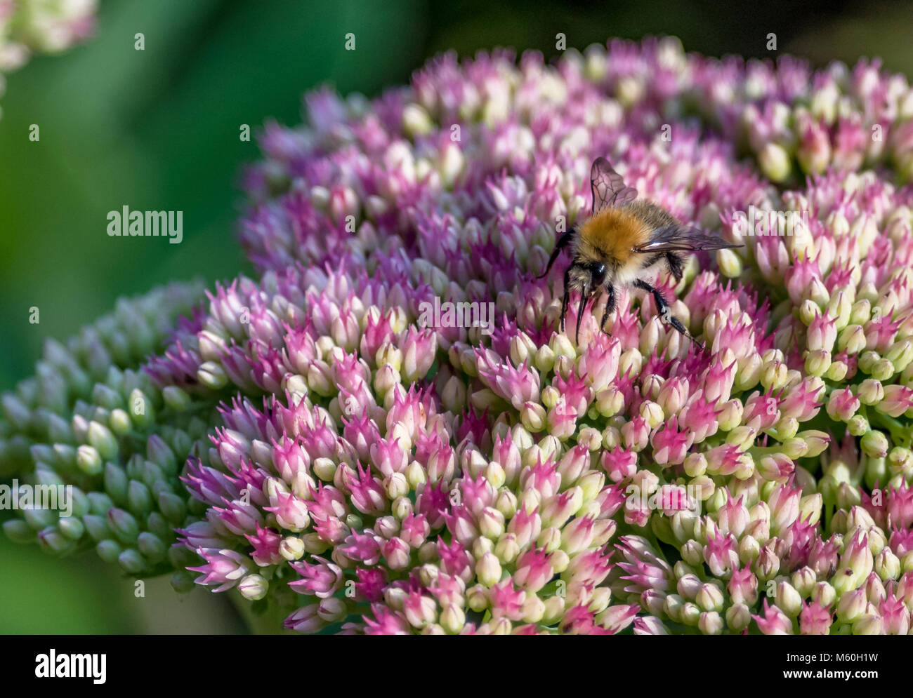 Carda comune Bumblebee su un fiore di Sedum in autunno la luce solare Foto Stock