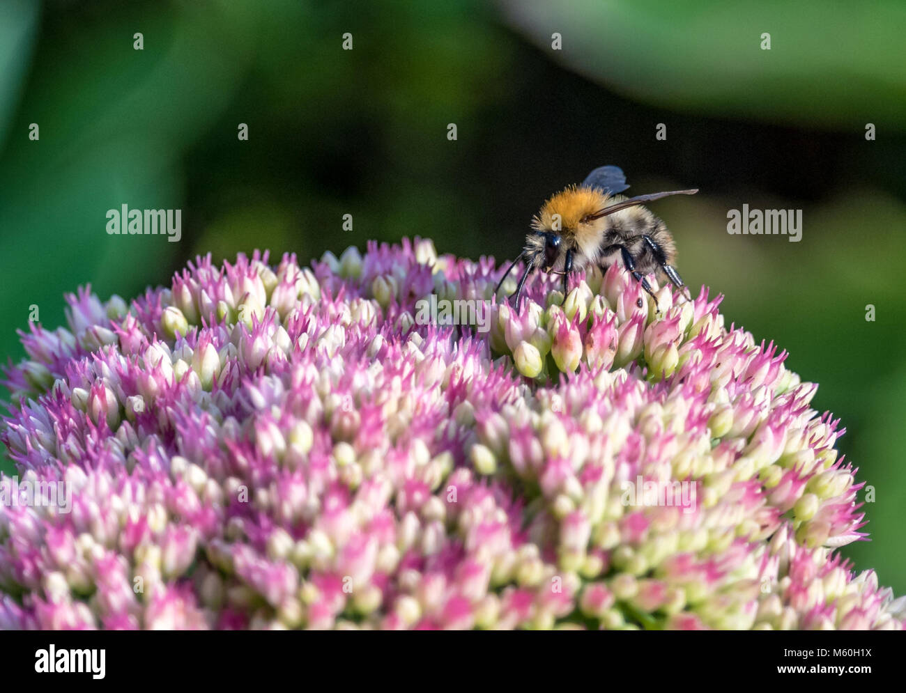 Carda comune Bumblebee su un fiore di Sedum in autunno la luce solare Foto Stock