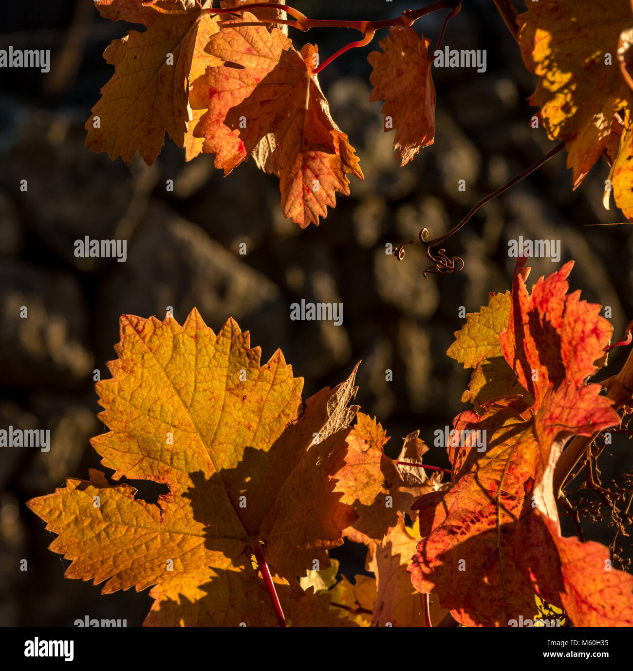 Colorato Foglie di autunno sul vitigno vicino a Beira, Alentejo, Portogallo Foto Stock