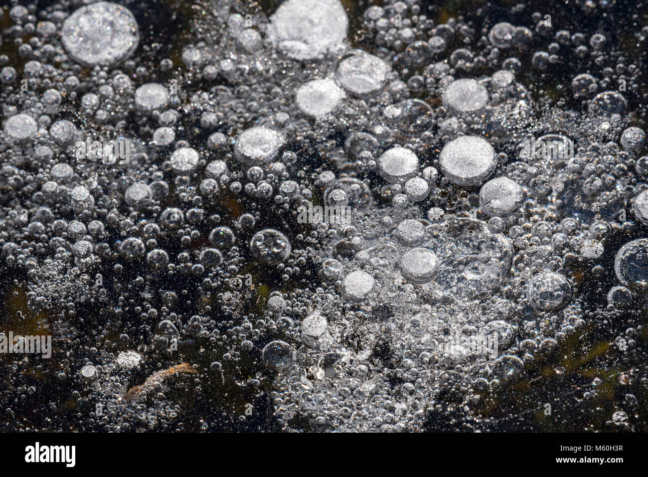 Congelate le bolle di aria nel ghiaccio naturale del laghetto / lago in inverno Foto Stock