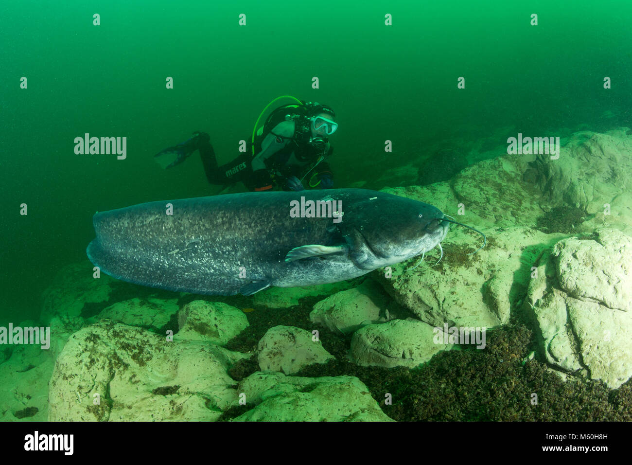 Wels Catfish e Scuba Diver, Silurus glanis, fiume Aar, Svizzera Foto Stock