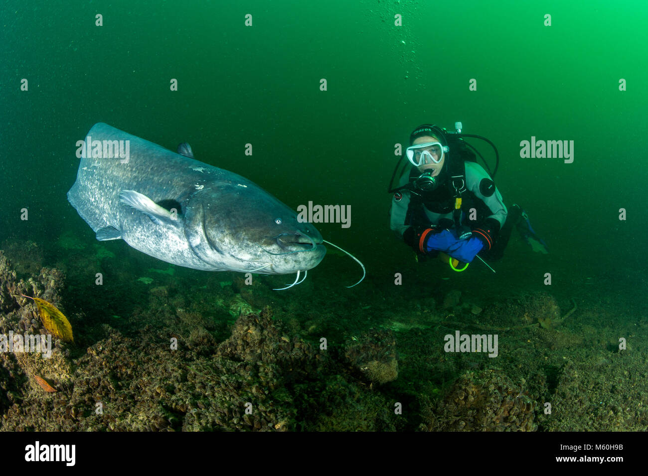 Wels Catfish e Scuba Diver, Silurus glanis, fiume Aar, Svizzera Foto Stock