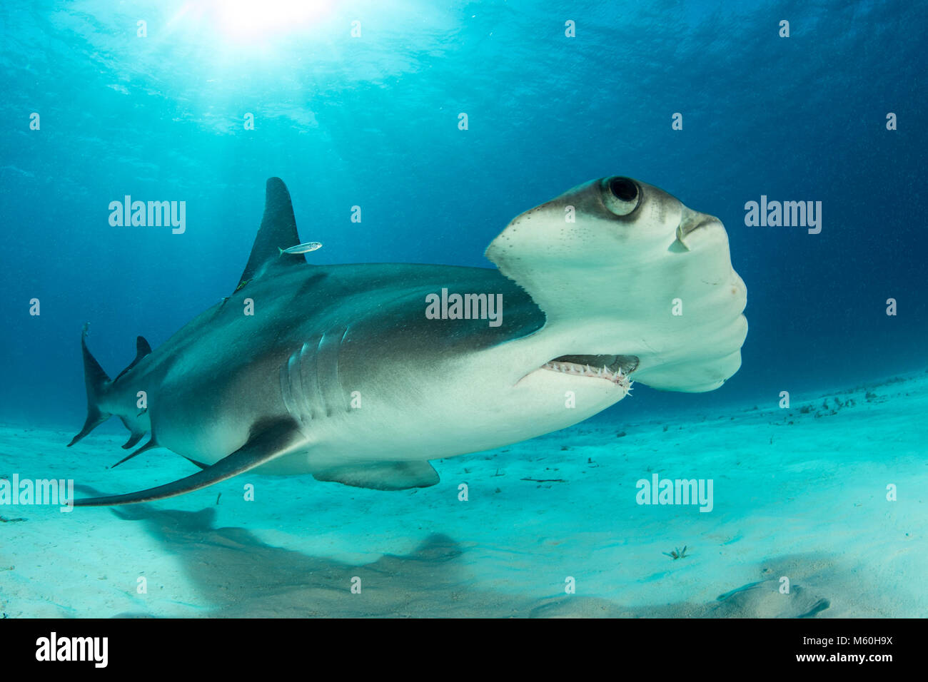 Grande Squalo Martello, Sphyrna mokarran, Bimini, Bahamas Foto Stock