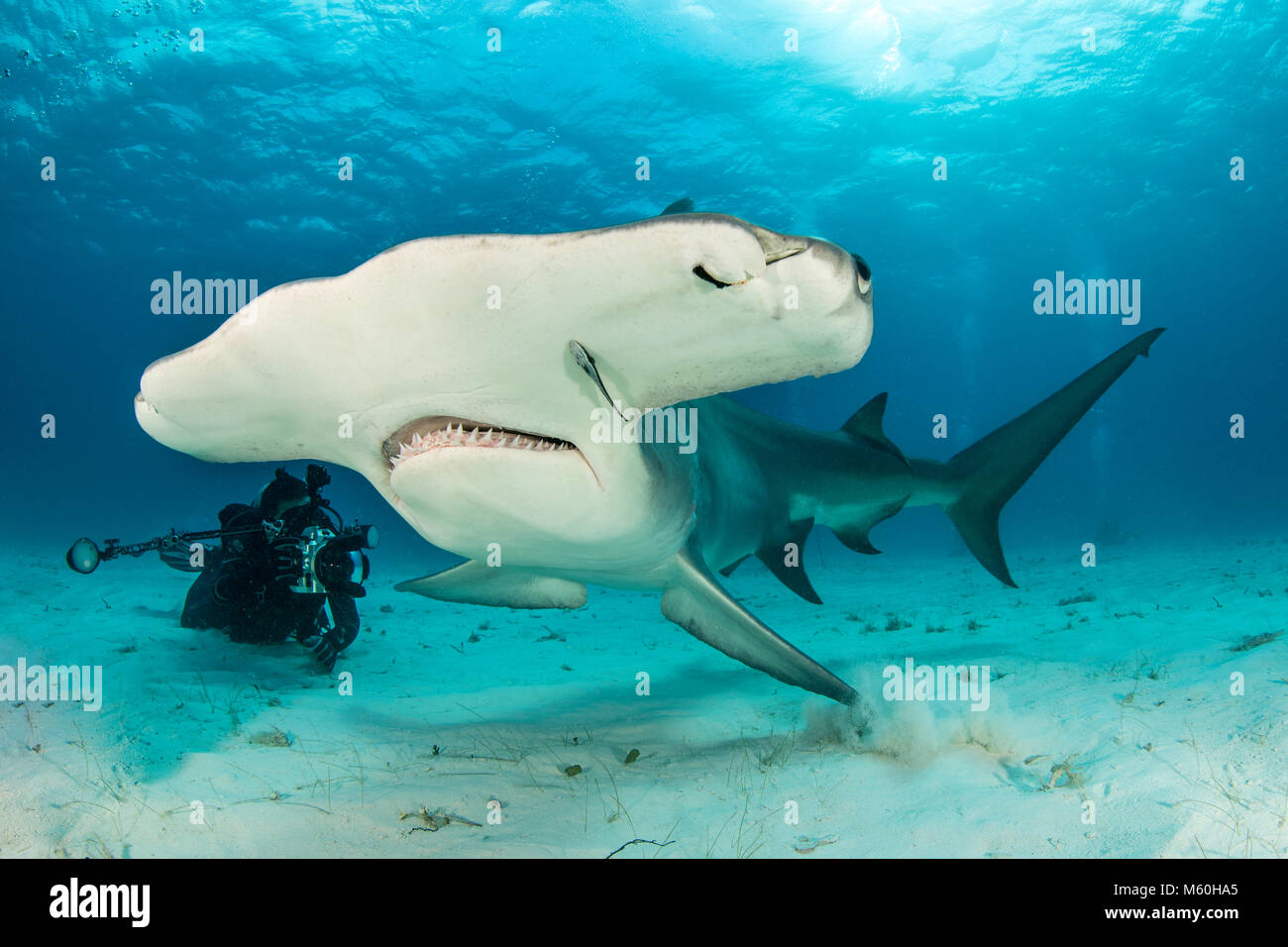 Grande Squalo Martello, Sphyrna mokarran, Bimini, Bahamas Foto Stock