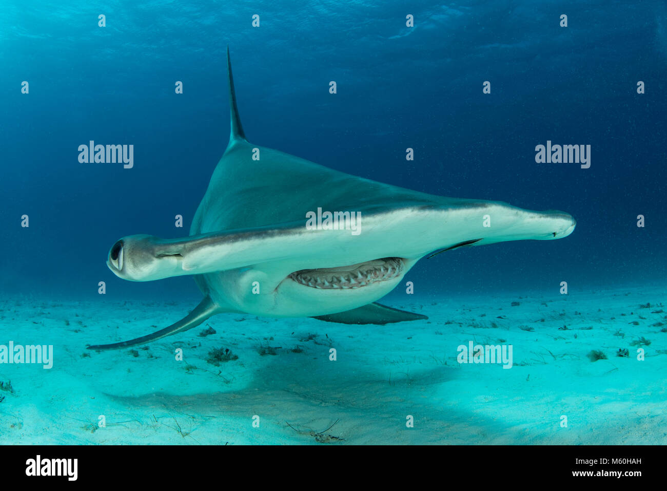 Grande Squalo Martello, Sphyrna mokarran, Bimini, Bahamas Foto Stock
