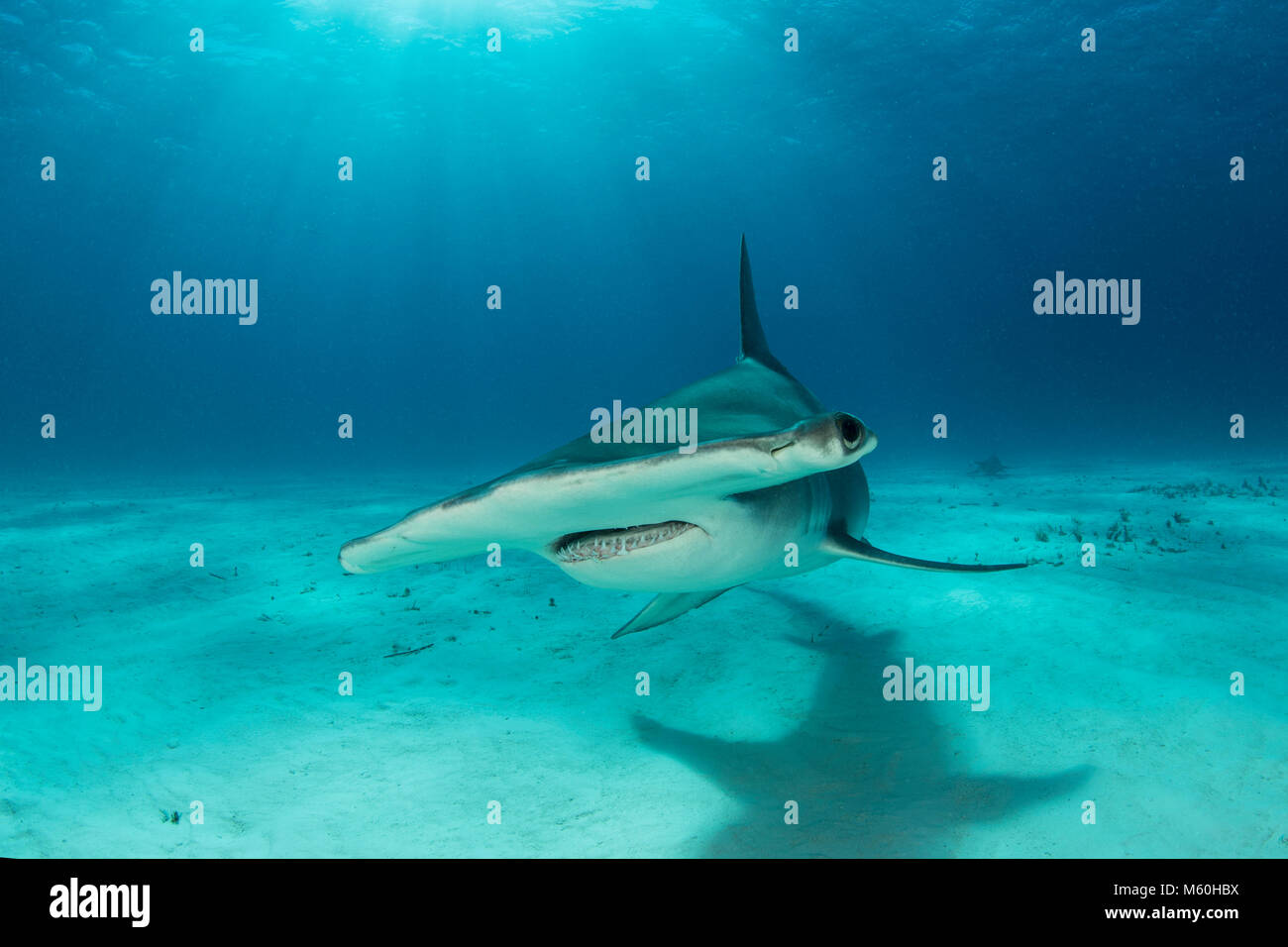 Grande Squalo Martello, Sphyrna mokarran, Bimini, Bahamas Foto Stock
