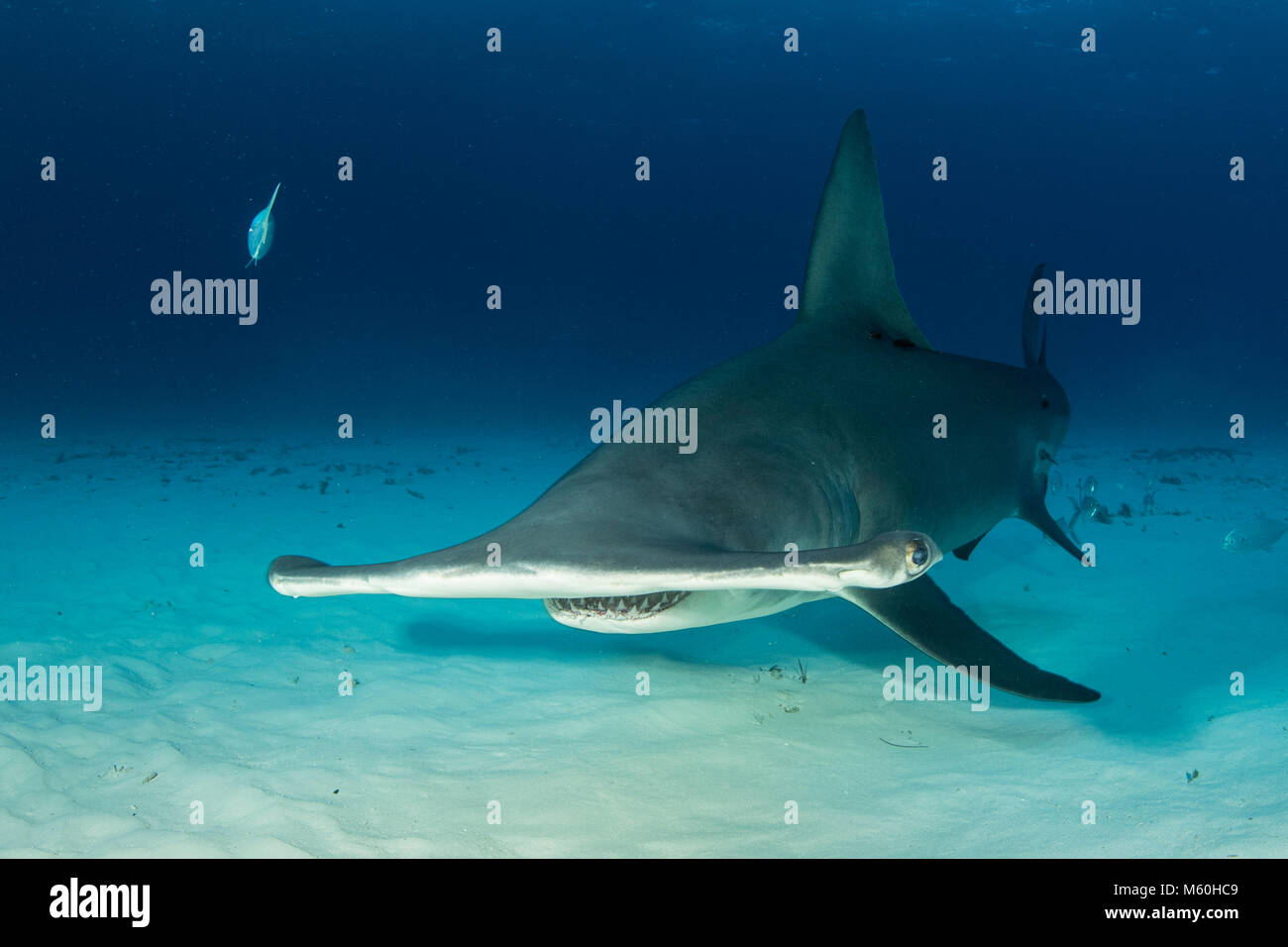Grande Squalo Martello, Sphyrna mokarran, Bimini, Bahamas Foto Stock