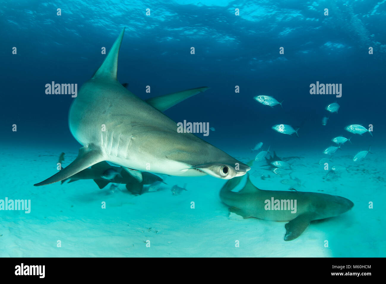 Grande squalo martello e lo squalo nutrice, Sphyrna mokarran, Bimini, Bahamas Foto Stock